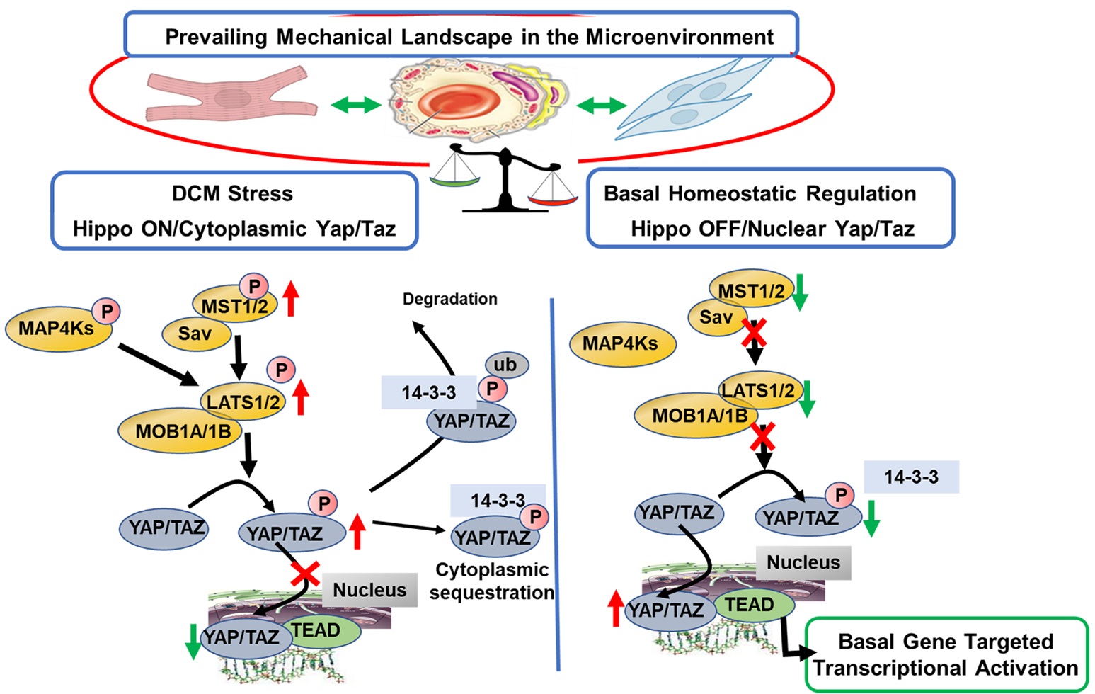The Hippo Signaling Pathway as a Drug Target in Familial